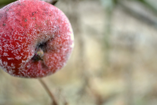 apple