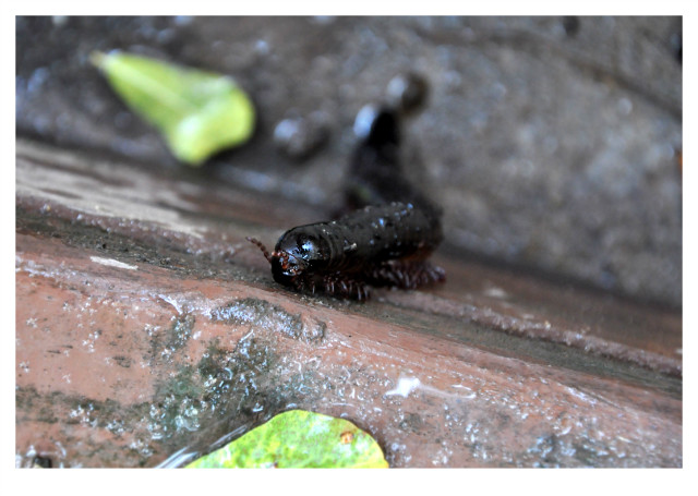 Tanzanian Giant Black Millipede