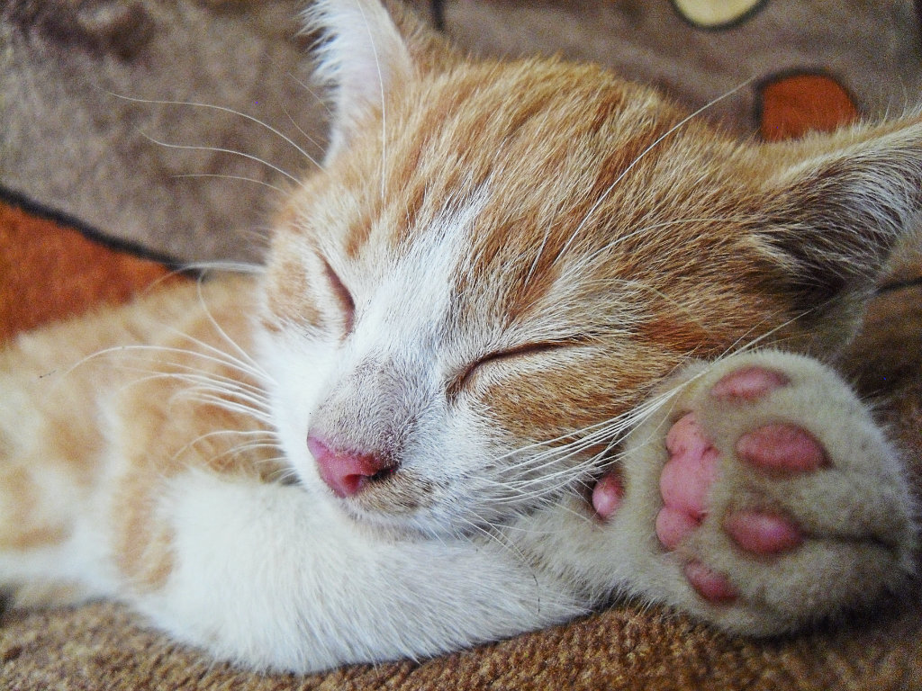 meow 
