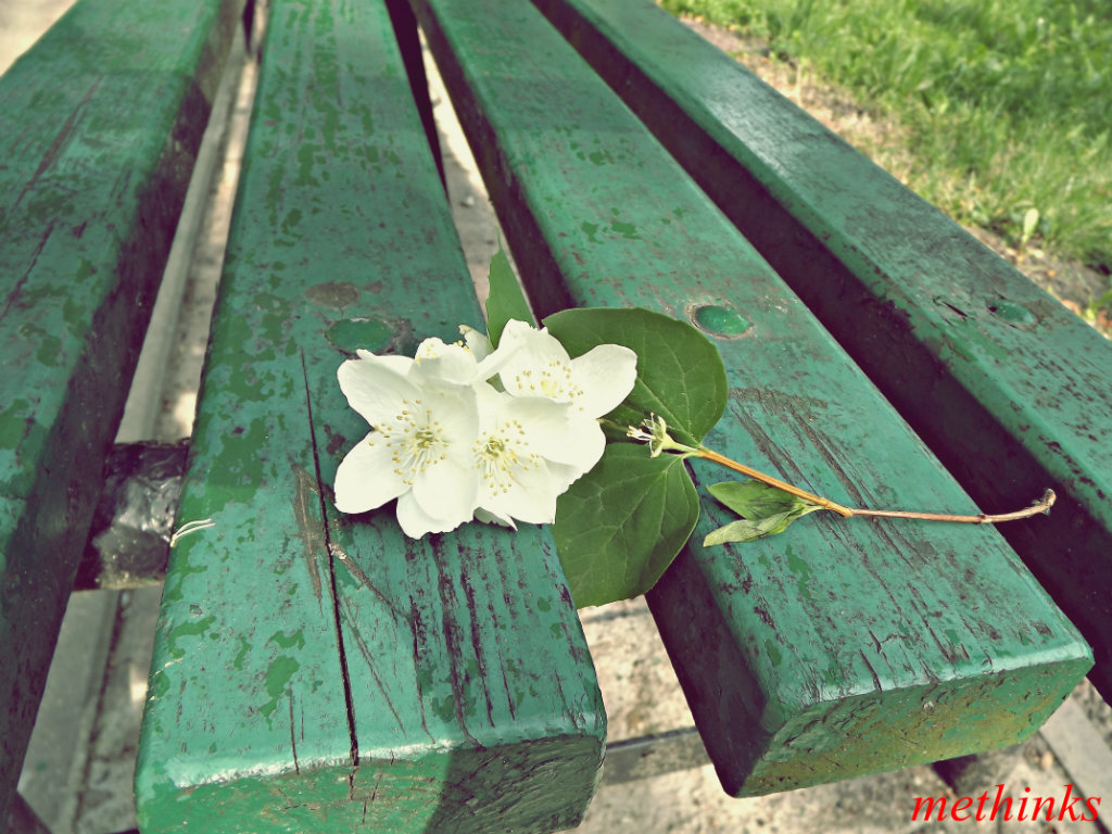 fleur sur le banc.