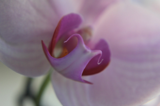 orchidea