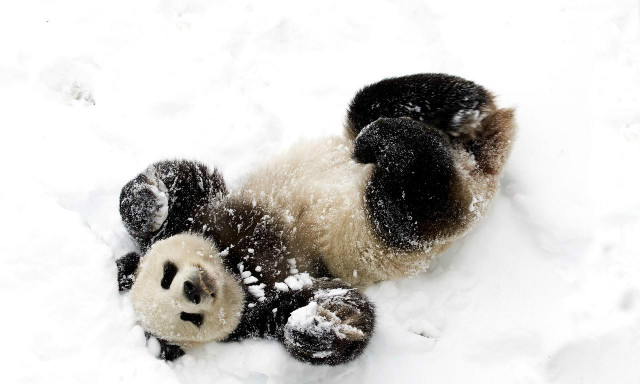 I znowu PANDAAA!