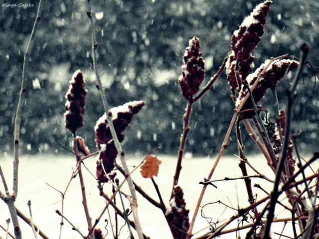 snow