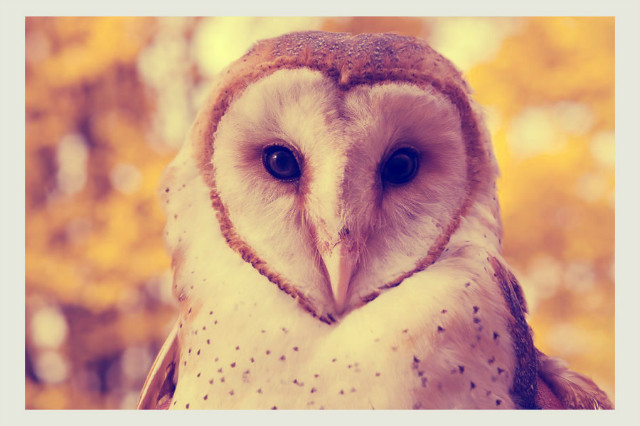 Owl c: