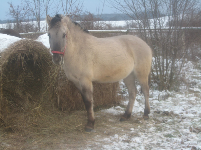 Bolek :)