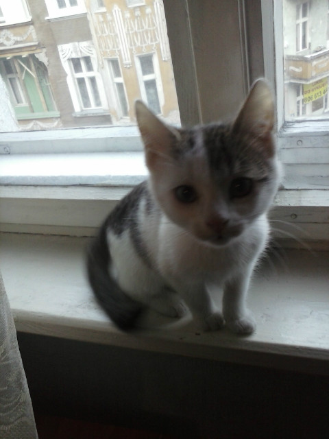 sheldon