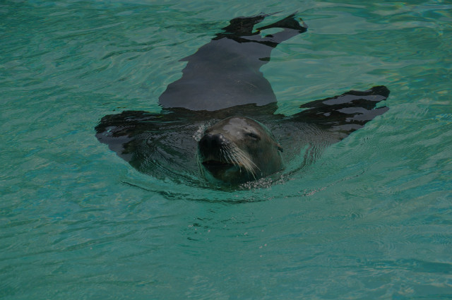 seal