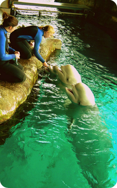 Delfinarium ;o 