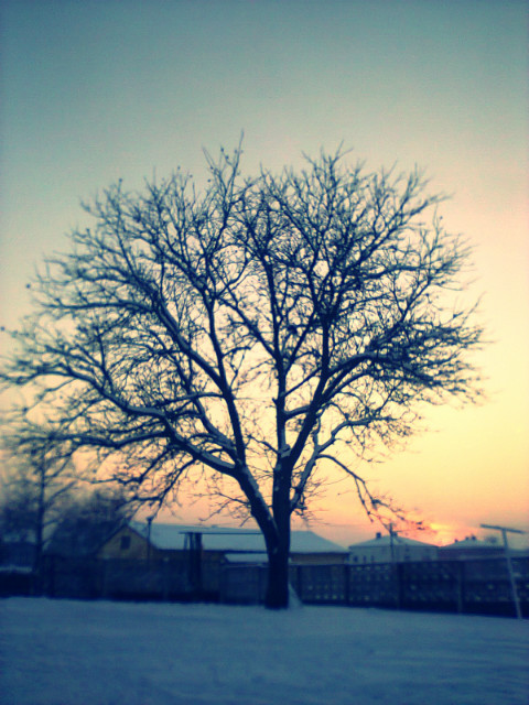 Drzewko ^ ^