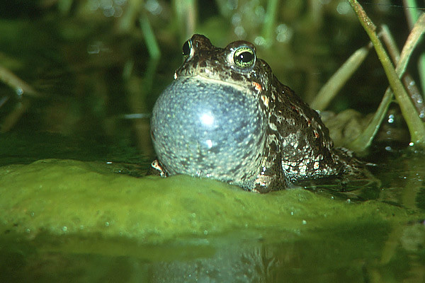 Agromegalia