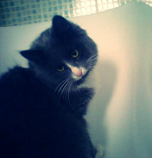 Kotecek : 3