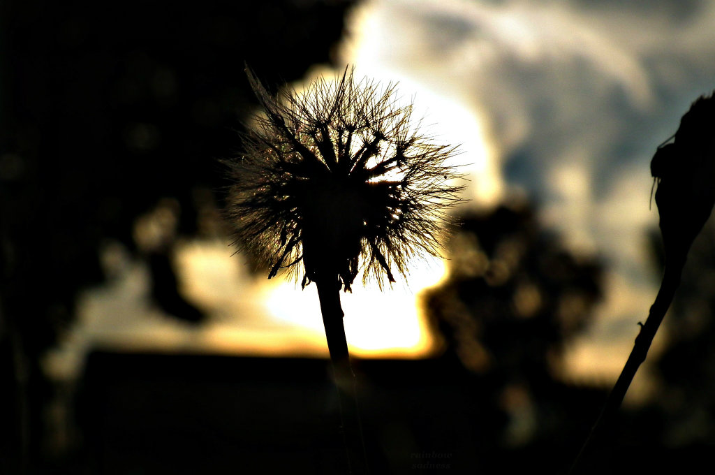 109. Dmuchawce, latawce...