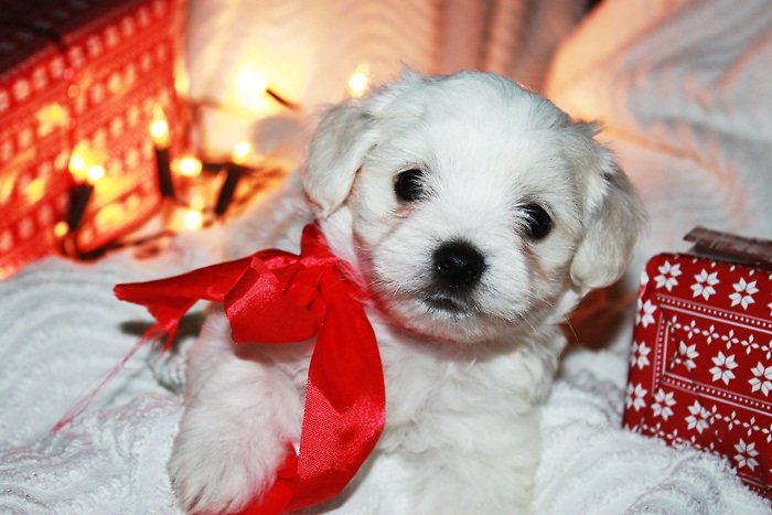 Merry Christmas!