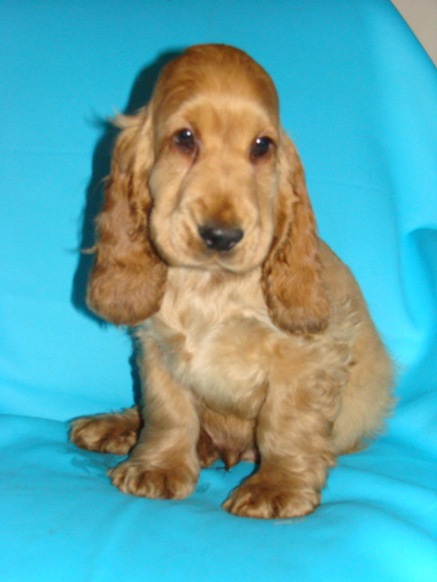Cocker Spaniel