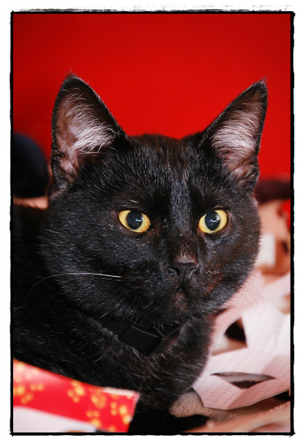 kitek