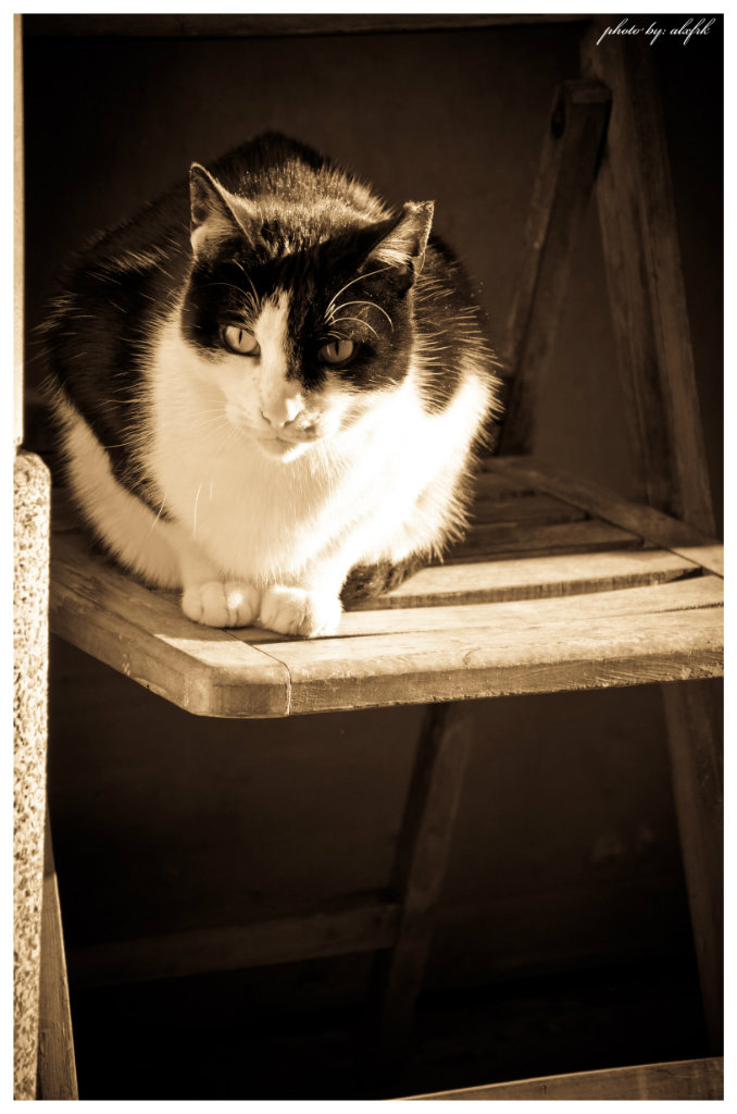 Senor el Gato
