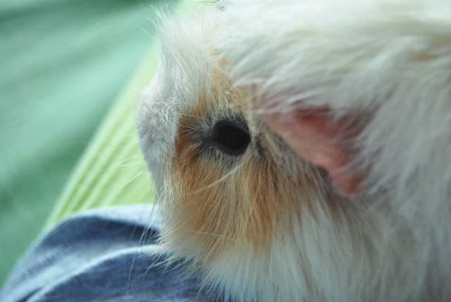 winek.