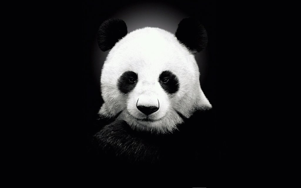 panda , panda .