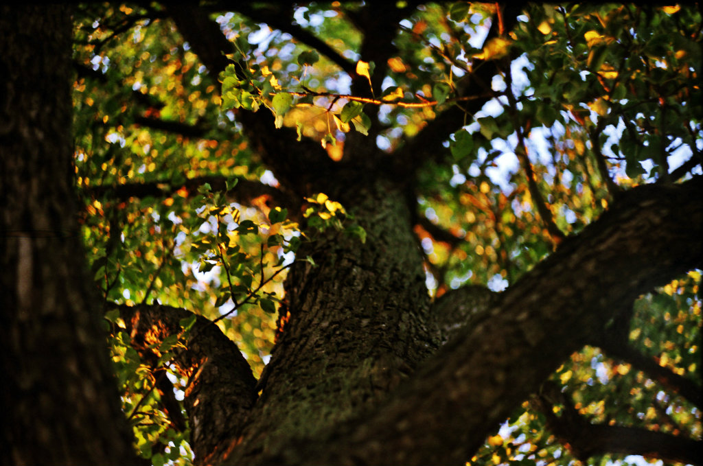 tree
