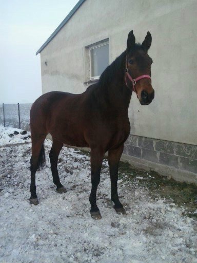 Pokeros &#9829;