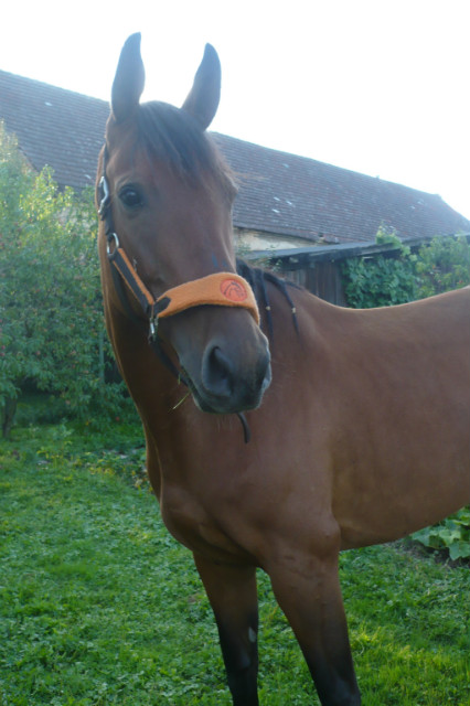 Lusia