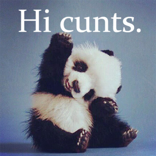 To tylko panda.