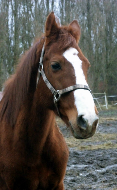 Kalderiusz