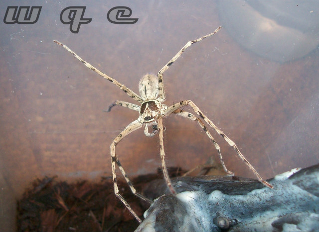 samiec H.venatoria