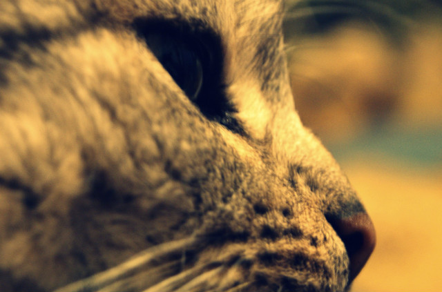 Angus :)