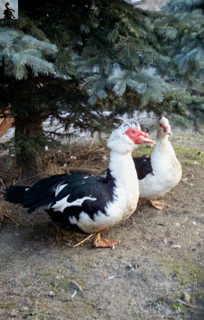 Potomkowie Dinozaurw