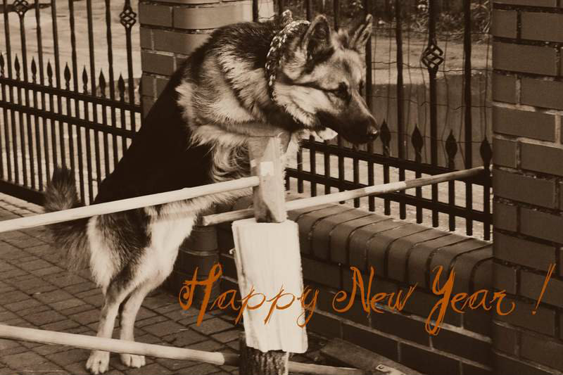 Happy New Year
