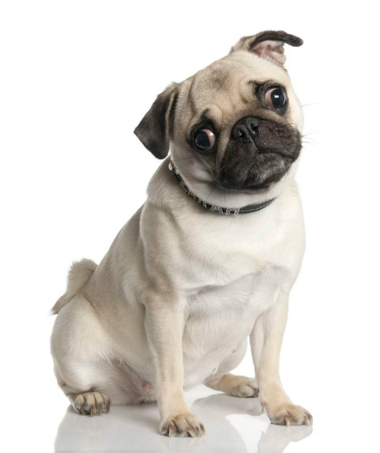 Mops