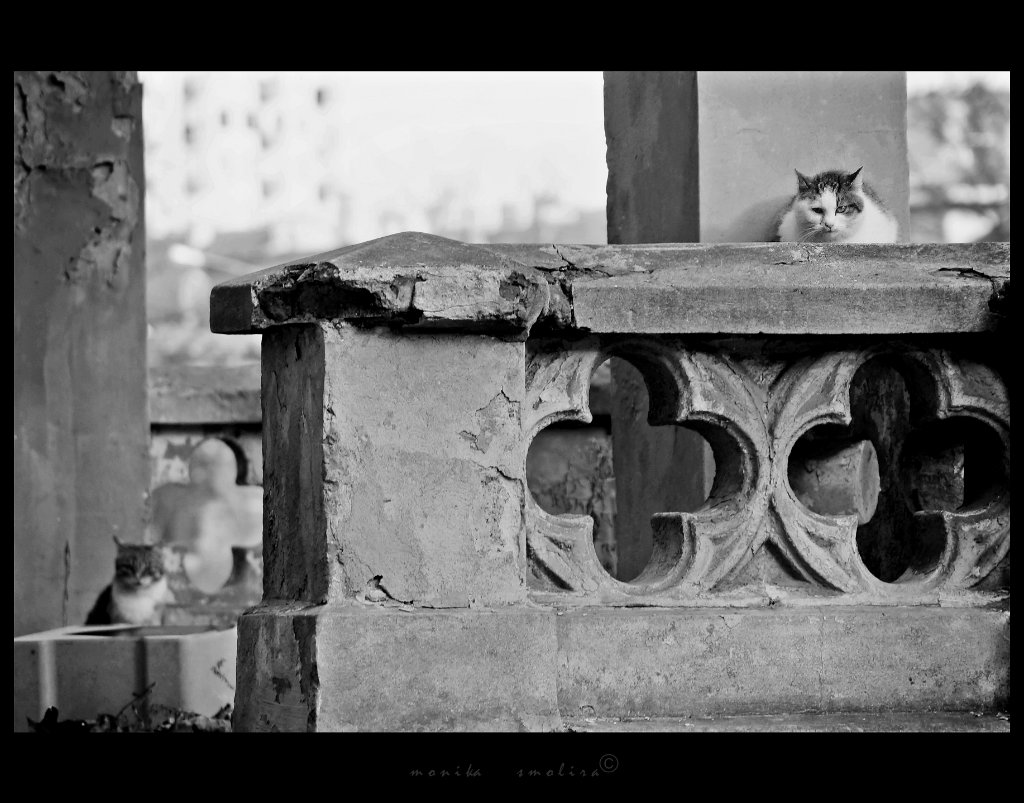 Kociaki (b&w)