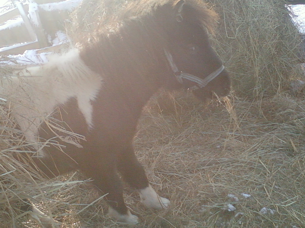 Klejnot *.*