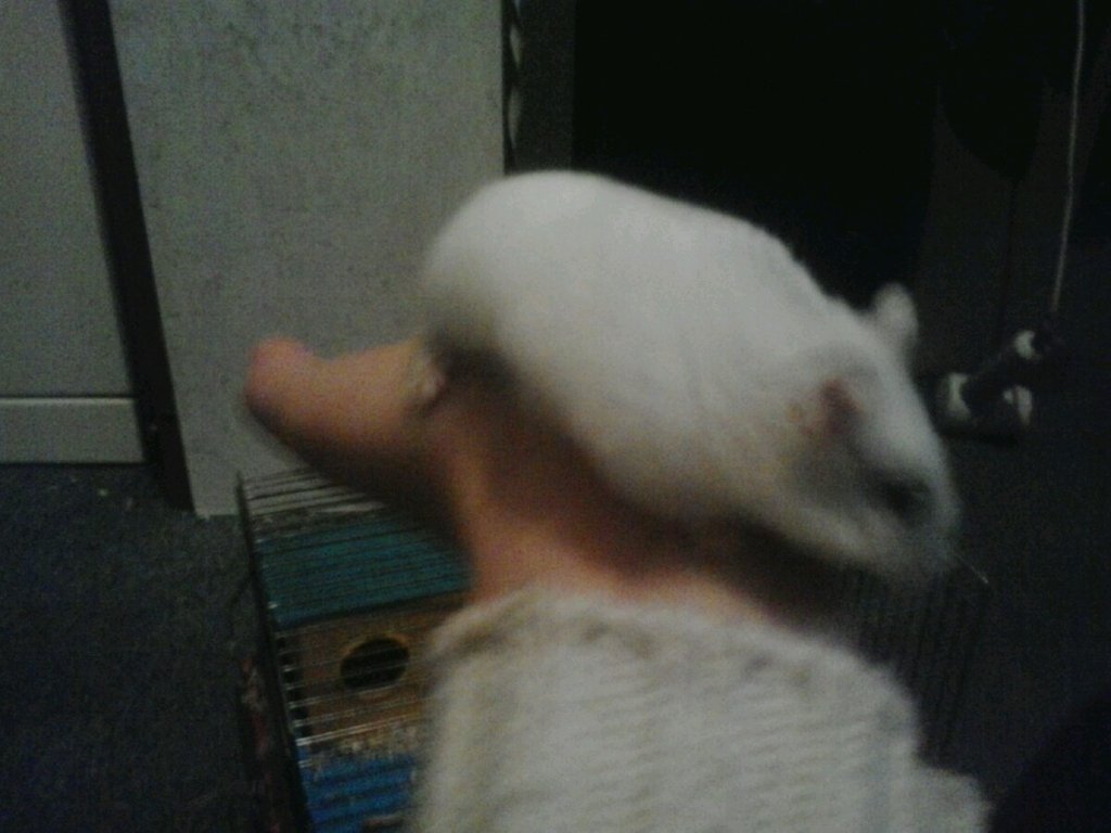 moj chomik :p