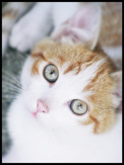 Kotek 