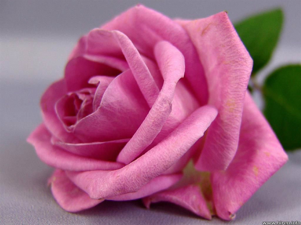 Pink Rose