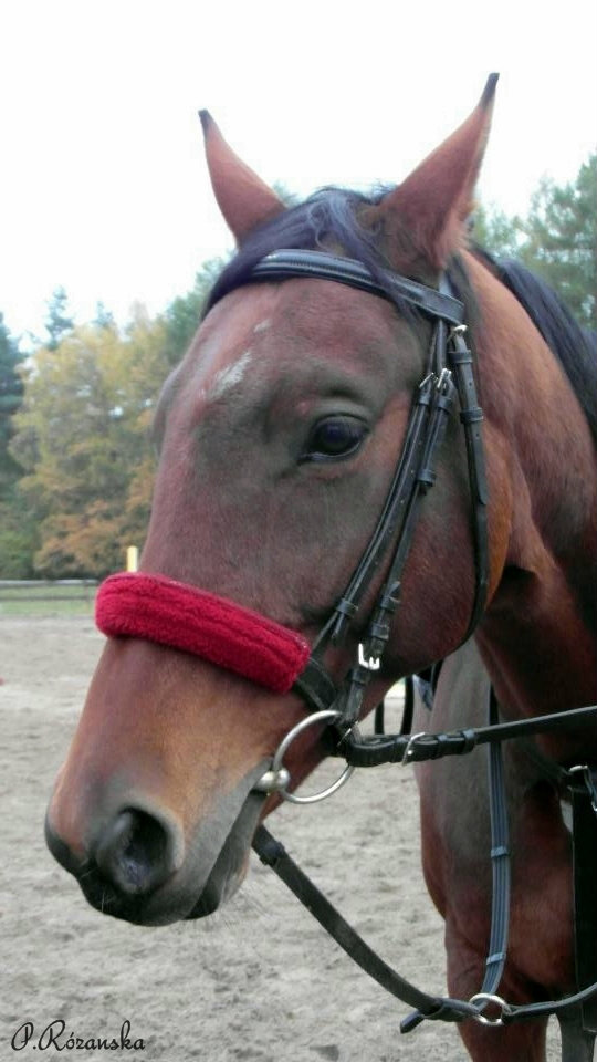 Redzik