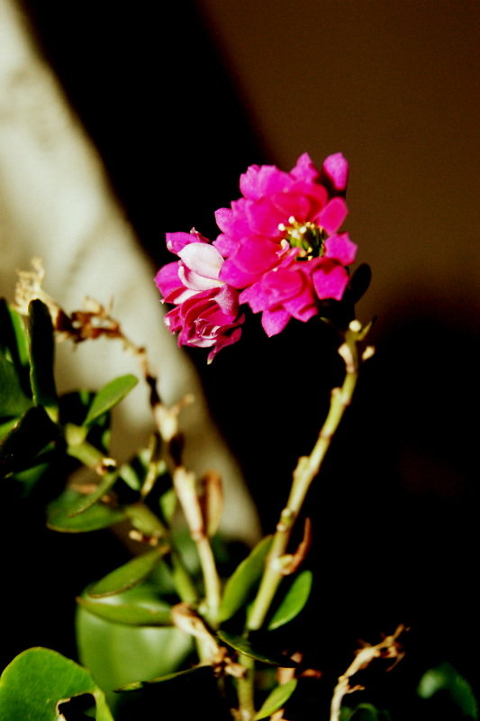 Photography.