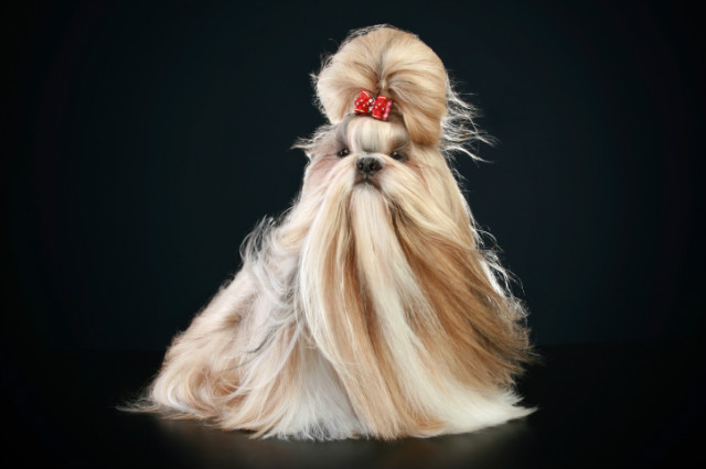Shih-tzu