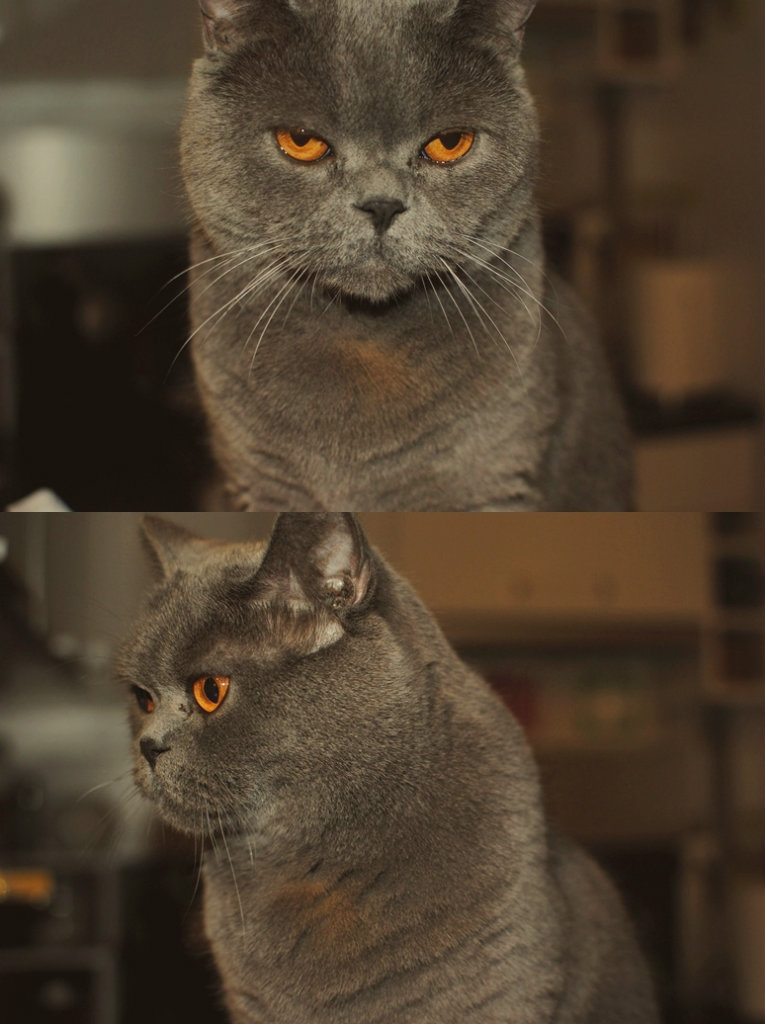 nope cat.