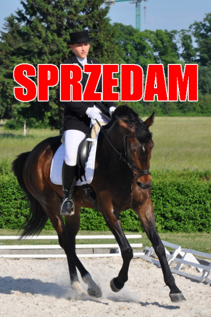 SPRZEDAM KONIA