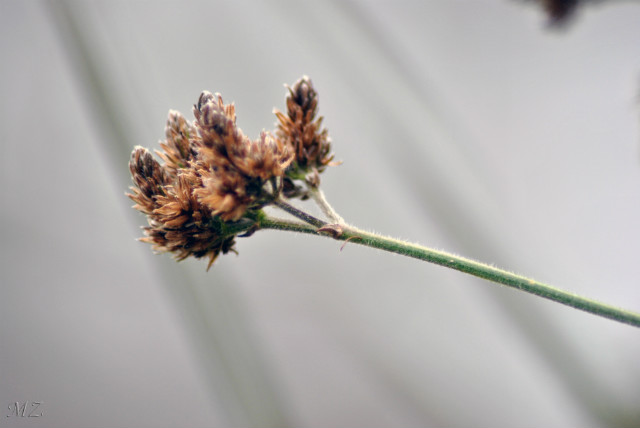 Natchnienia.