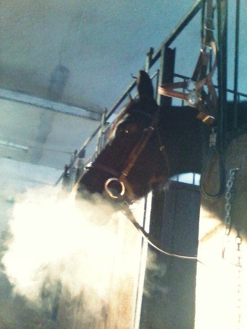 Picciowata