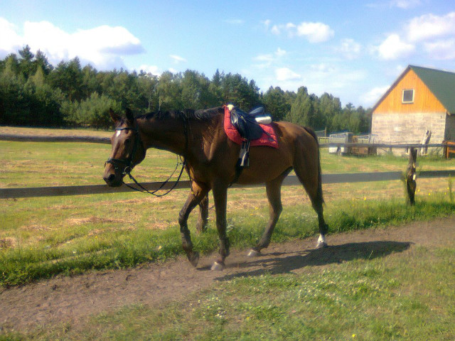 Letni Segan w Anky Cardinal