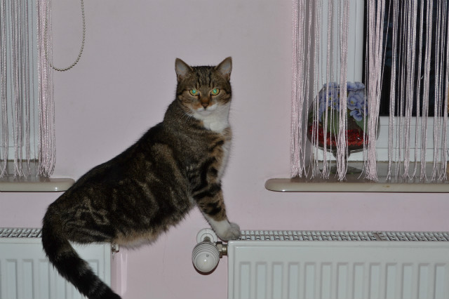 chat