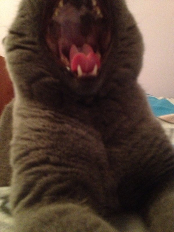 Rawwrrr