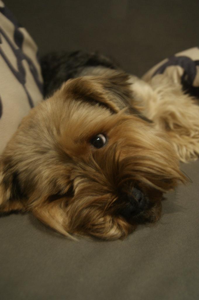 cookie