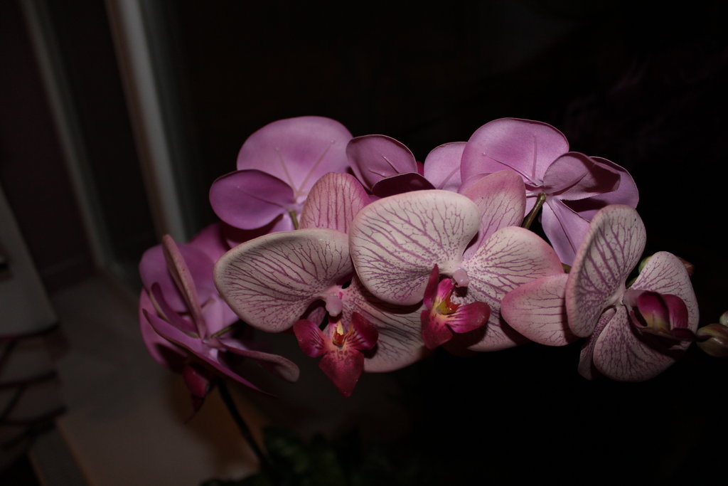 Macro foto...