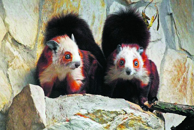 wiewirka olbrzymia 